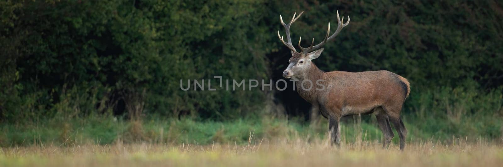 Panoramic composition of red deer, cervus elaphus, stag on a meadow in autumn with copy space. Wild mammal with antlers antlers watching around with interest. Animal wildlife on hay field.