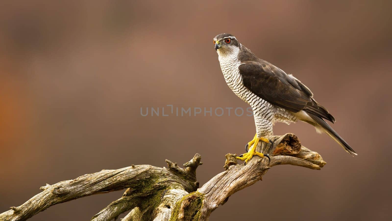 Northern goshawk, accipiter gentilis, sitting on a branch in autumn forest. Wild bird of prey with orange eye perched on a tree with blurred background and space for text.