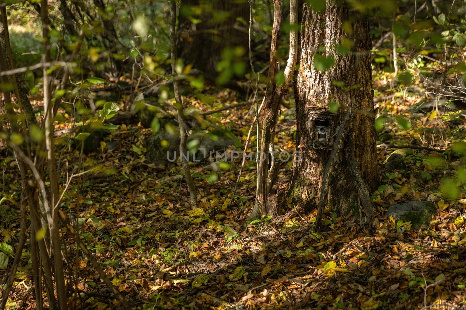 Camouflaged camera trap attached to a tree in forest with copy space. Hidden trail cam with infrared illumination in woodland. Electronic device to monitor wildlife.