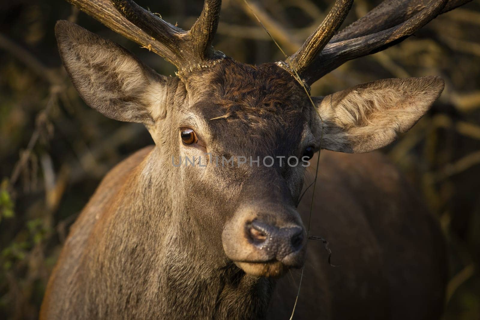 Undisturbed red deer, cervus elaphus, looking into the camera from very close distance in forest. Horizontal portrait of a wild stag with antlers in autumn forest. Close-up of head of mammal.