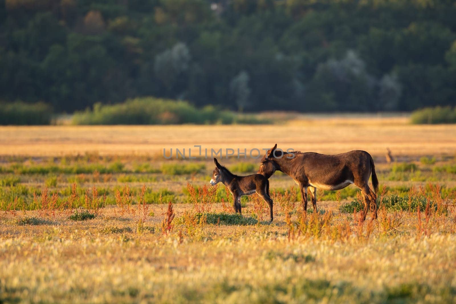 Mother donkey licking her young on pasture at sunset. Brown domestic animal taking care of offspring on plains of national park in Hungary. Summer scenery with mammals illuminated by warm light.