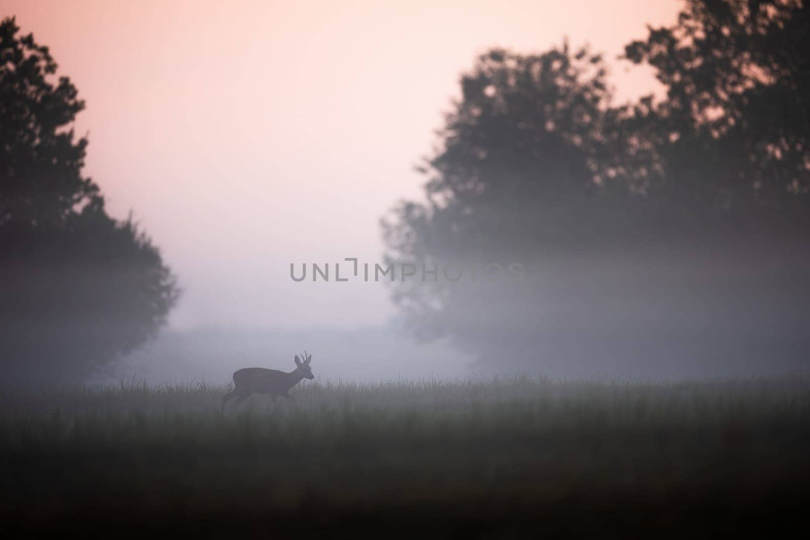 Atmosphere of early morning on a meadow in autumn with roe deer, capreolus capreolus, buck walking through mist. Mysterious nature scene with mammal moving in fog from side view with copy space.