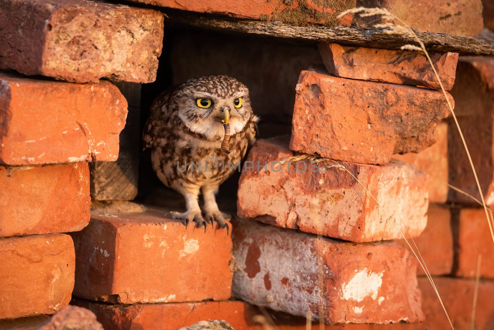 Little owl, athene noctua, sitting in a hole inside brick wall and holding a worm in the beak. Bird of prey peeking out from a ranch in rural country side. Animal wildlife with caterpillar.