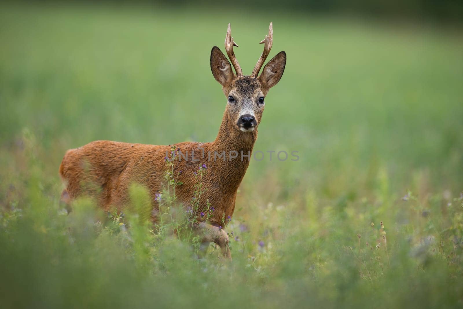 Side view of a roe deer, capreolus capreolus, buck looking to the camera and coming closer on a meadow with green grass in summer nature. Mammal with large antlers walking on the field.