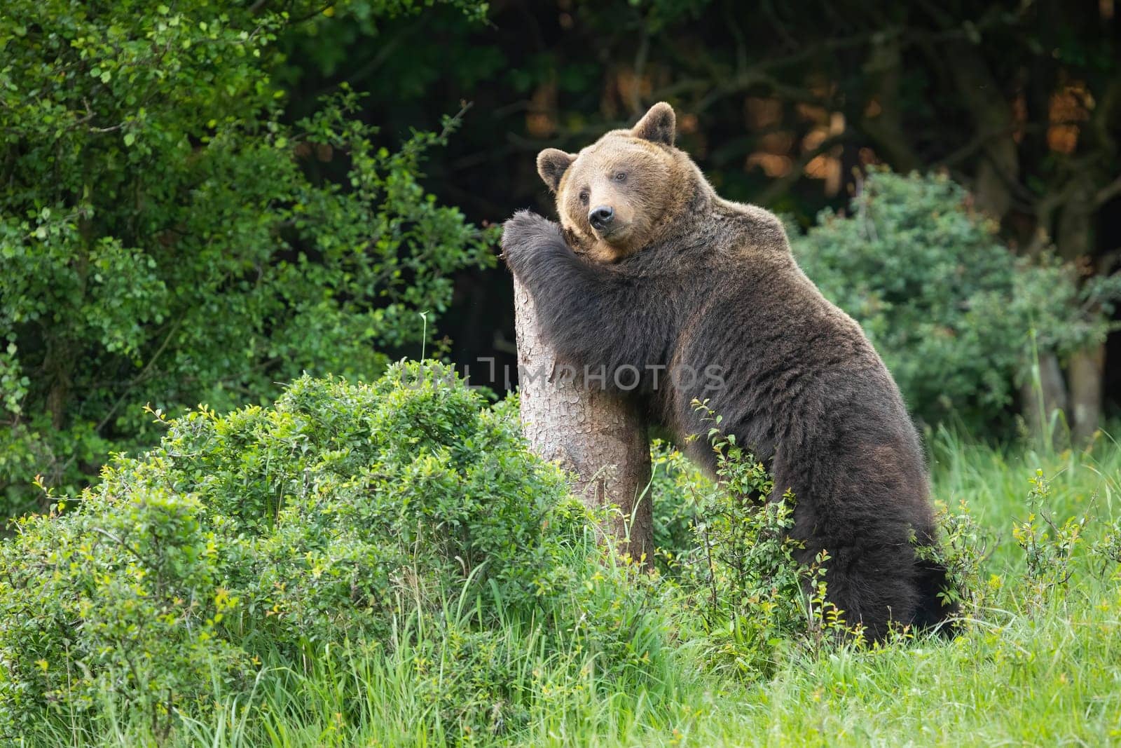 Male brown bear, ursus arctos, marking its territory on a old broken tree in the middle of meadow surrounded by green bushes. Mammal stand on rear legs and scratching bark with claws.
