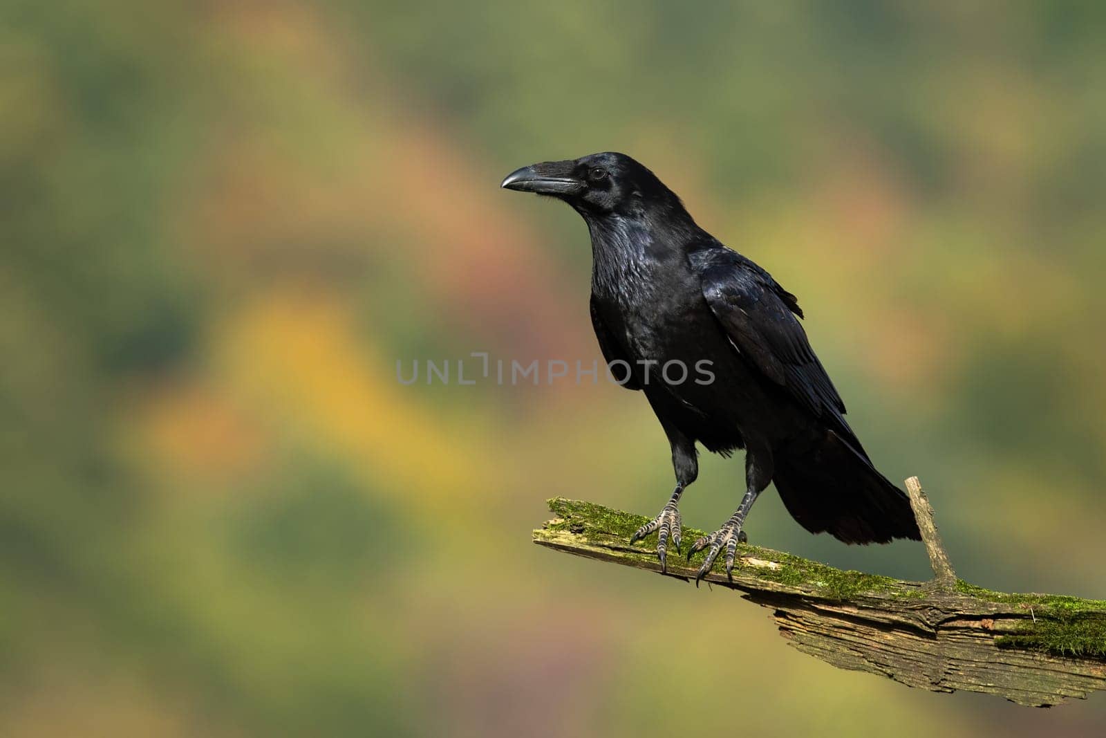 Common raven, corvus corax, looking on bough in autumn with copy space. Dark bird sitting on branch in fall. Black animal with beak resting on wood from side.