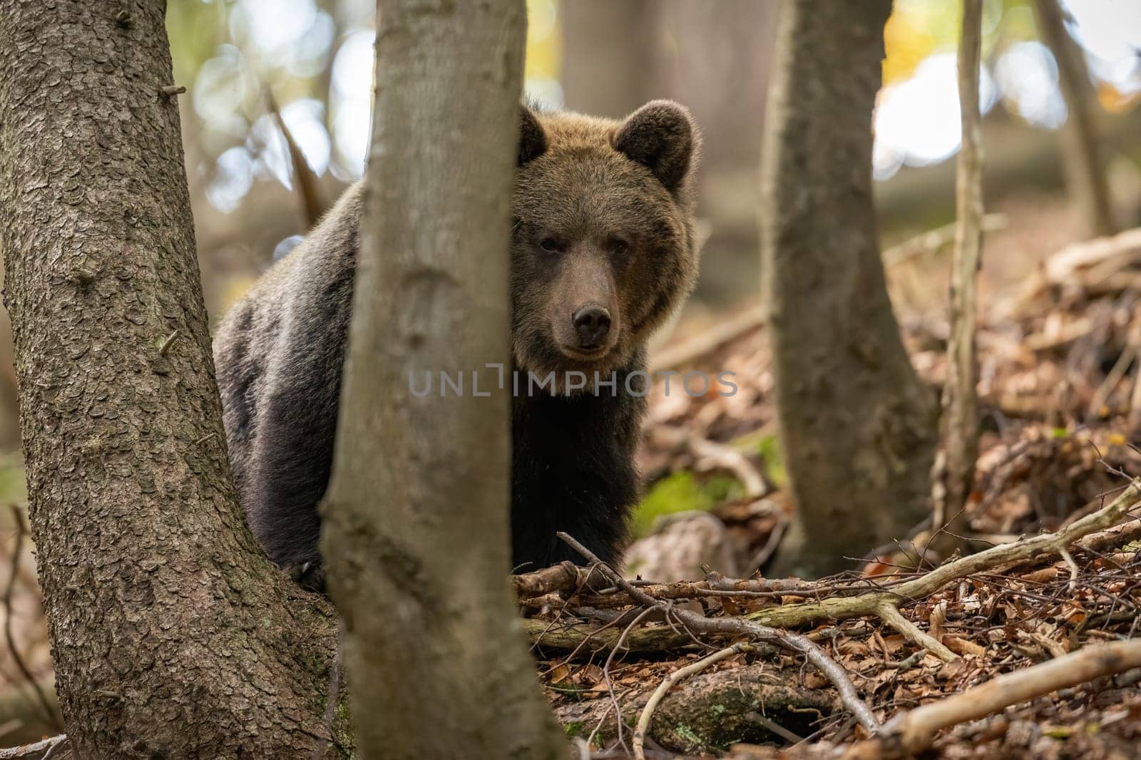 Brown bear, ursus arctos, hiding behind a tree in woodland with copy space. Mammal with large head peeking in forest from front view. Animal among branches looking to the camera.