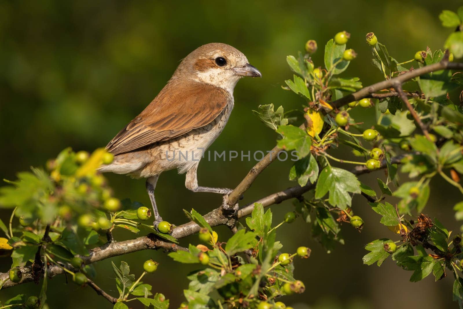 Red-backed shrike, lanius collurio, female sitting on a twig in summertime. Animal wildlife among green plants from side view. Bird perched on a tree in forest.