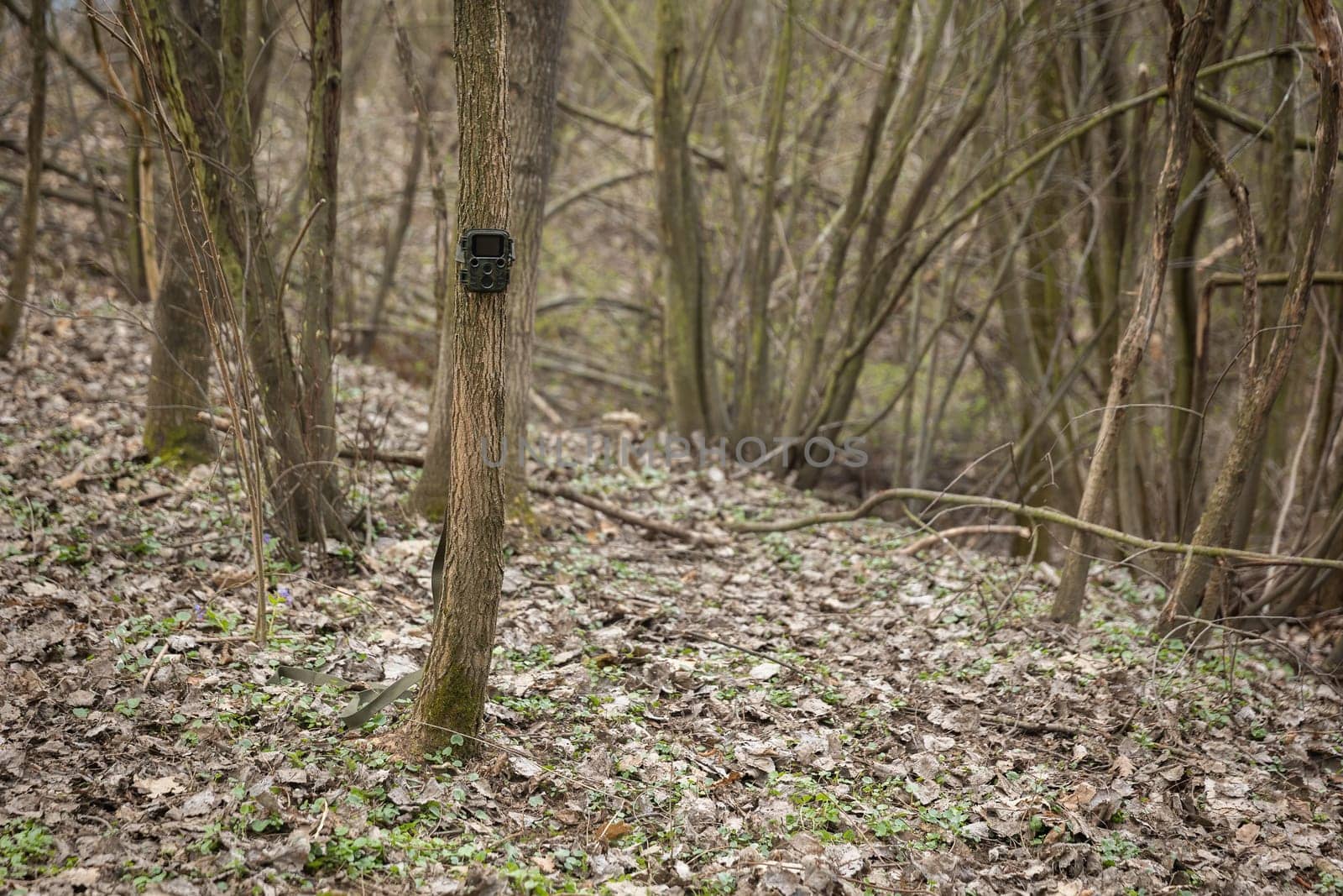 Small game camera attached to a thin tree in spring forest. Miniature device with motion sensor for animal wildlife monitoring. Trail cam hidden in a woodland with copy space.
