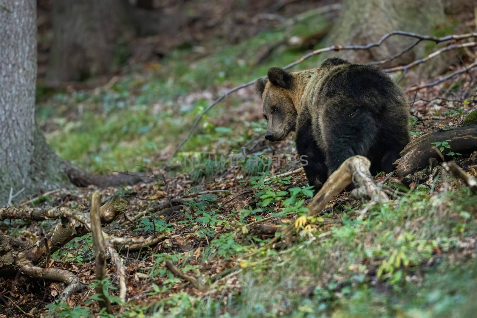 Scared brown bear, ursus arctos, going away and looking back in forest. Rear view of a shy mammal escaping from danger among trees. Animal wildlife with copy space.
