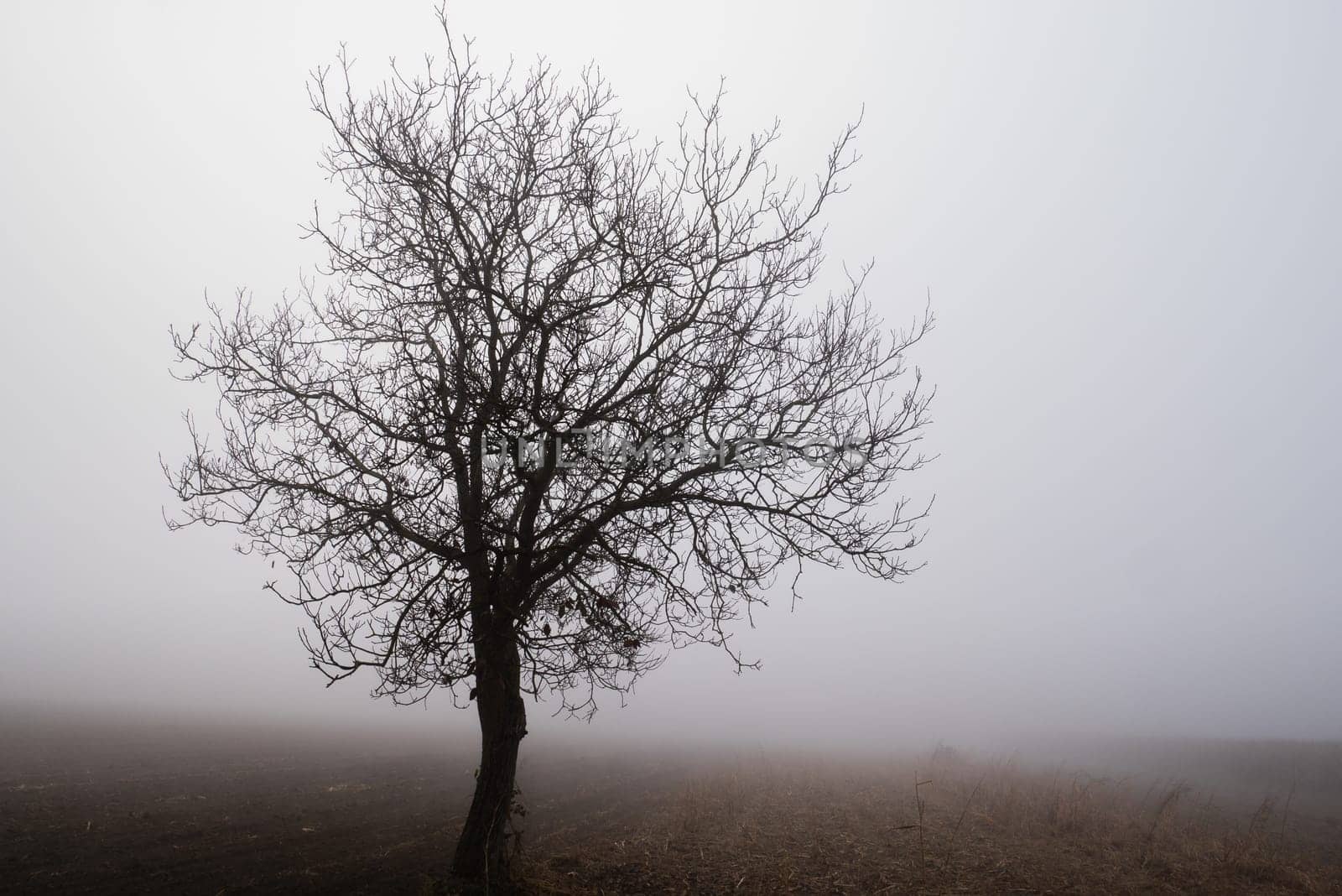 .Siluette of a tree in a foggy background.