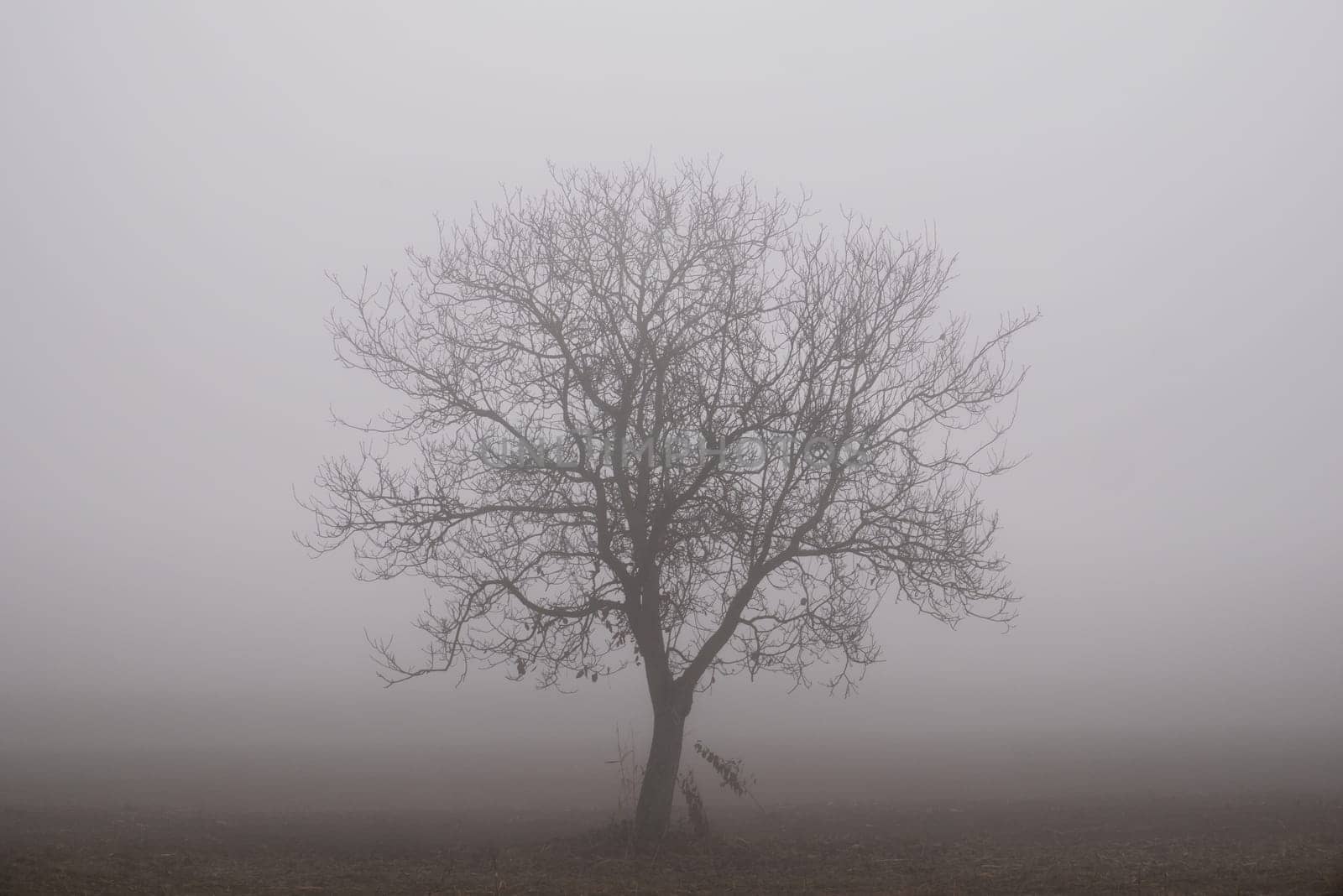 .Siluette of a tree in a foggy background.