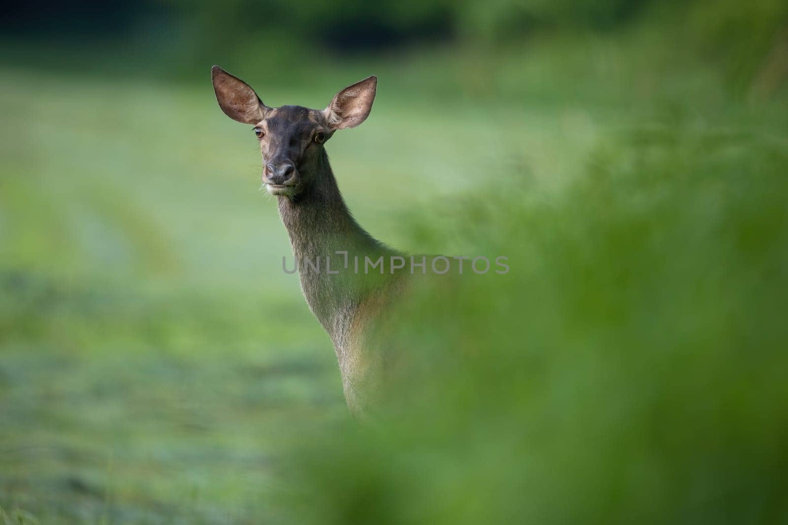 Red deer, cervus elaphus, hind peeking out of green bushes in summer nature. Female wild animal glimpsing trough leaves in forest. Mammal surrounded by blurred branches.