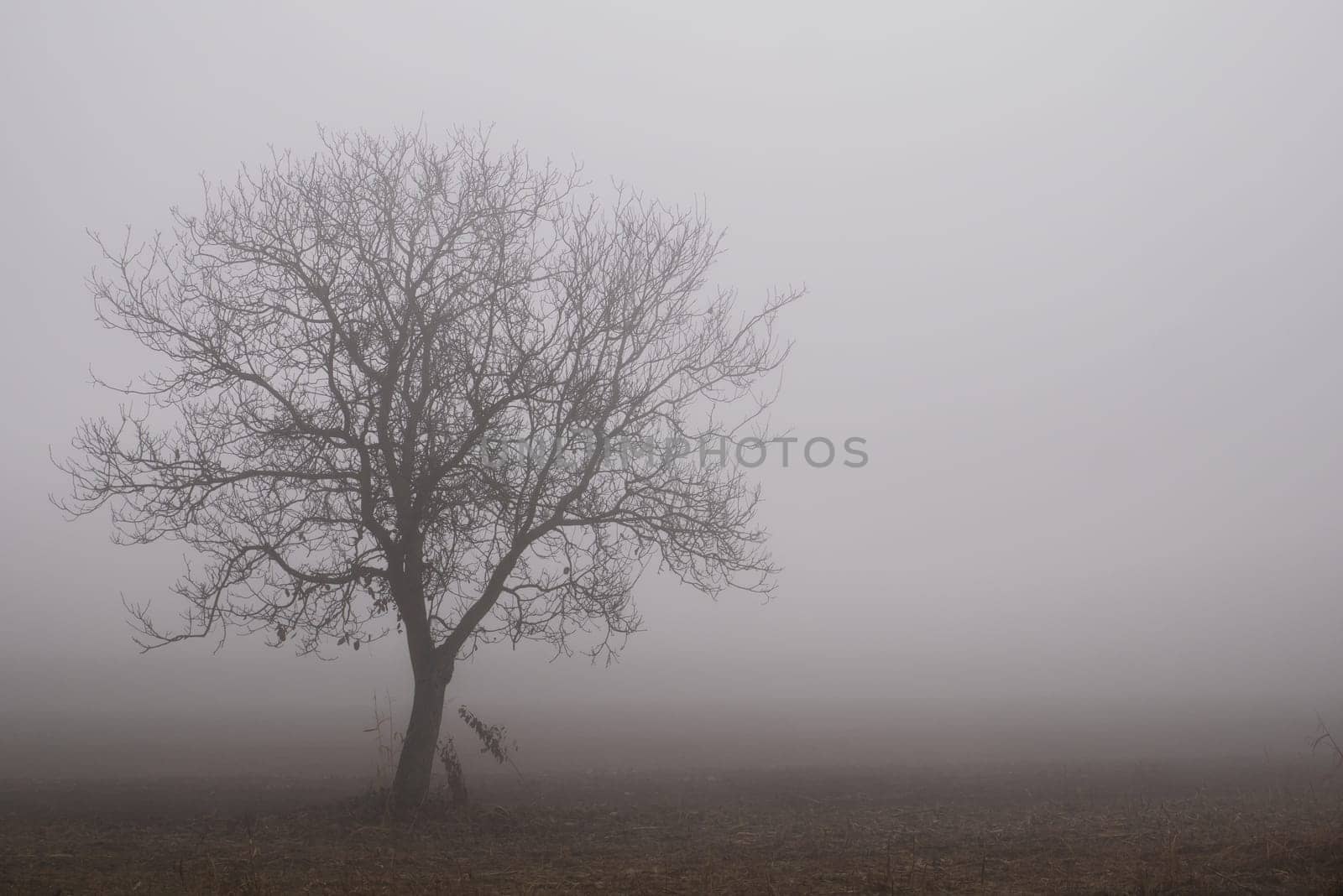 .Siluette of a tree in a foggy background.