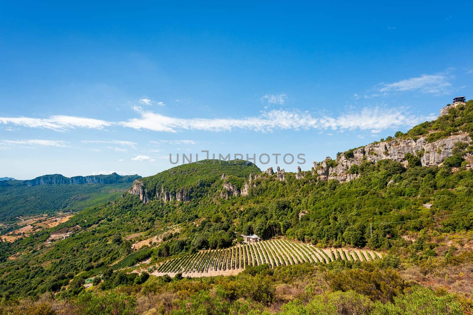 Mountain landscape with the cultivation of vineyards for the production of wine, Sardinia, Italy. Traditional agriculture. Vertical video.