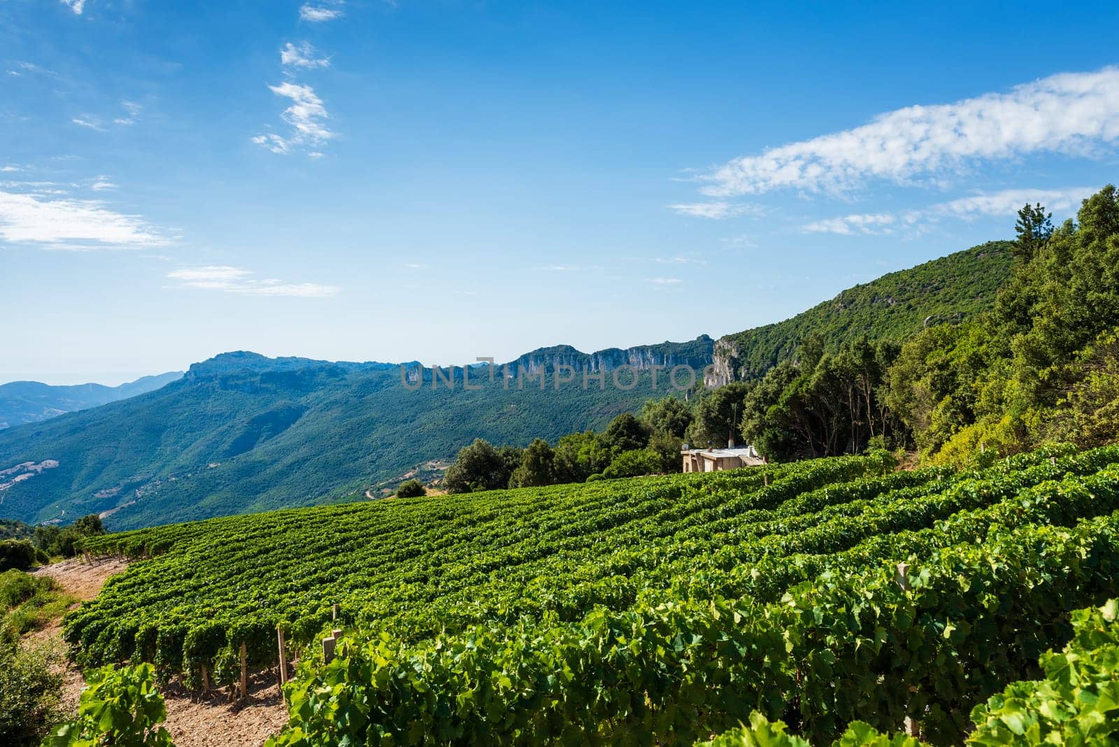 Mountain landscape with the cultivation of vineyards for the production of wine, Sardinia, Italy. Traditional agriculture. Vertical video.