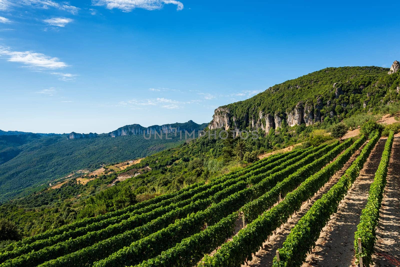 Rows of a vineyard for the production of wine grown in the mountains, Sardinia, Italy. Traditional agriculture. Vertical video.