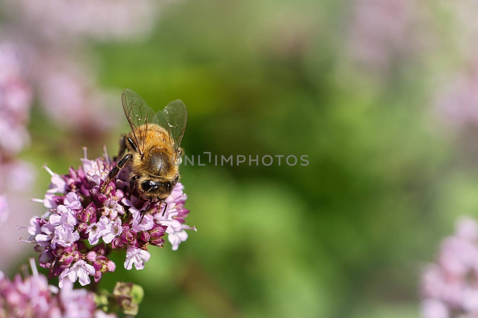 Honey bee collecting nectar on a flower of the flower butterfly bush. Busy insects from nature. From bees we harvest the honey. Animal photo from nature