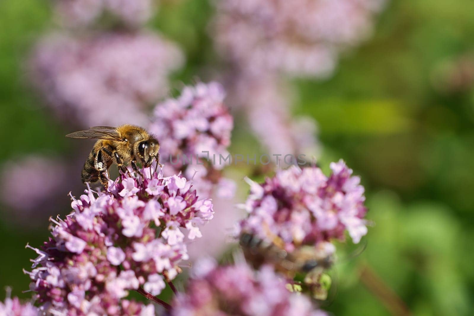 Honey bee collecting nectar on a flower of the flower butterfly bush. Busy insects from nature. From bees we harvest the honey. Animal photo from nature