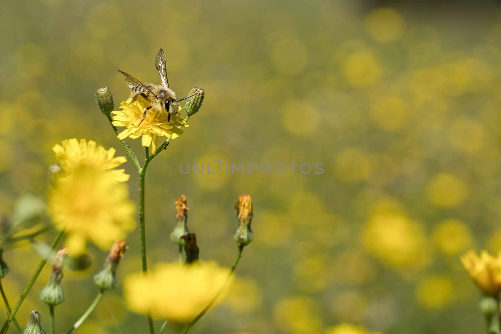 Honey bee collecting nectar on a flower meadow with yellow flowers. Busy insect. Honey is harvested by bees. Animal photo from nature