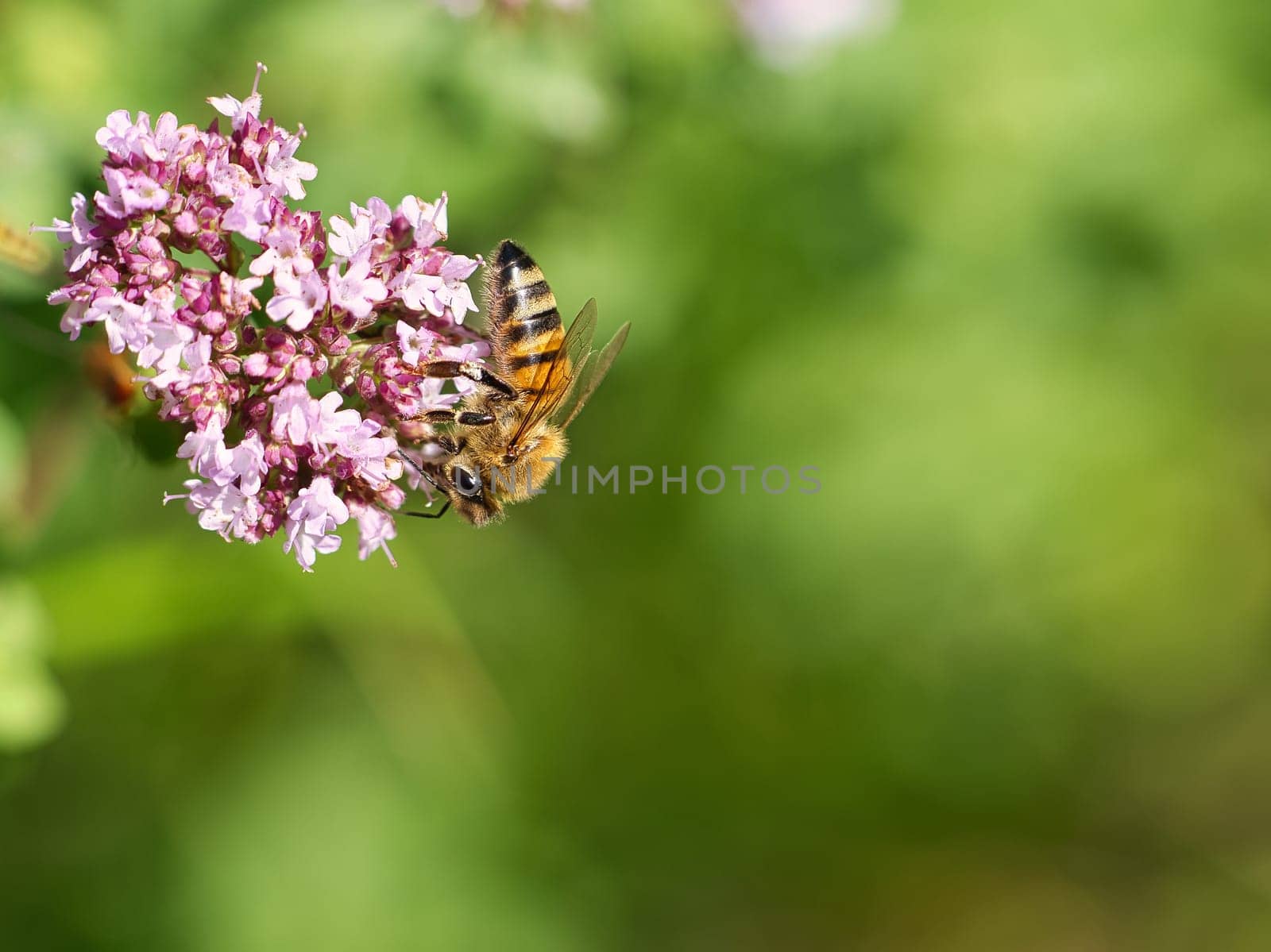 Honey bee collecting nectar on a flower of the flower butterfly bush. Busy insects from nature. From bees we harvest the honey. Animal photo from nature