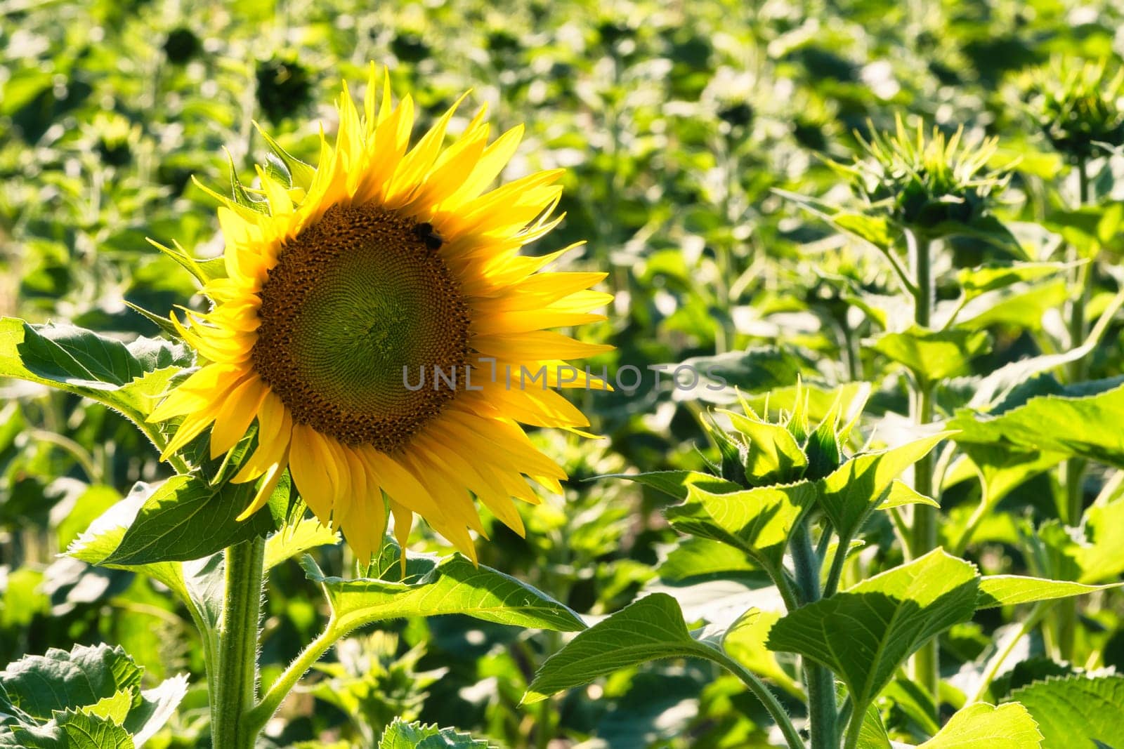 Sunflower shown individually on a sunflower field. Round yellow flower. Sunflower oil is produced from the seeds. Plants photo from nature