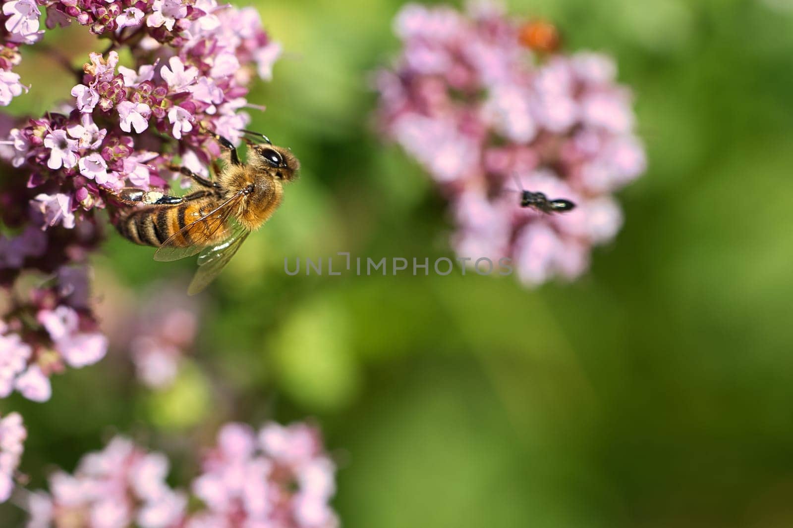 Honey bee collecting nectar on a flower of the flower butterfly bush. Busy insects from nature. From bees we harvest the honey. Animal photo from nature