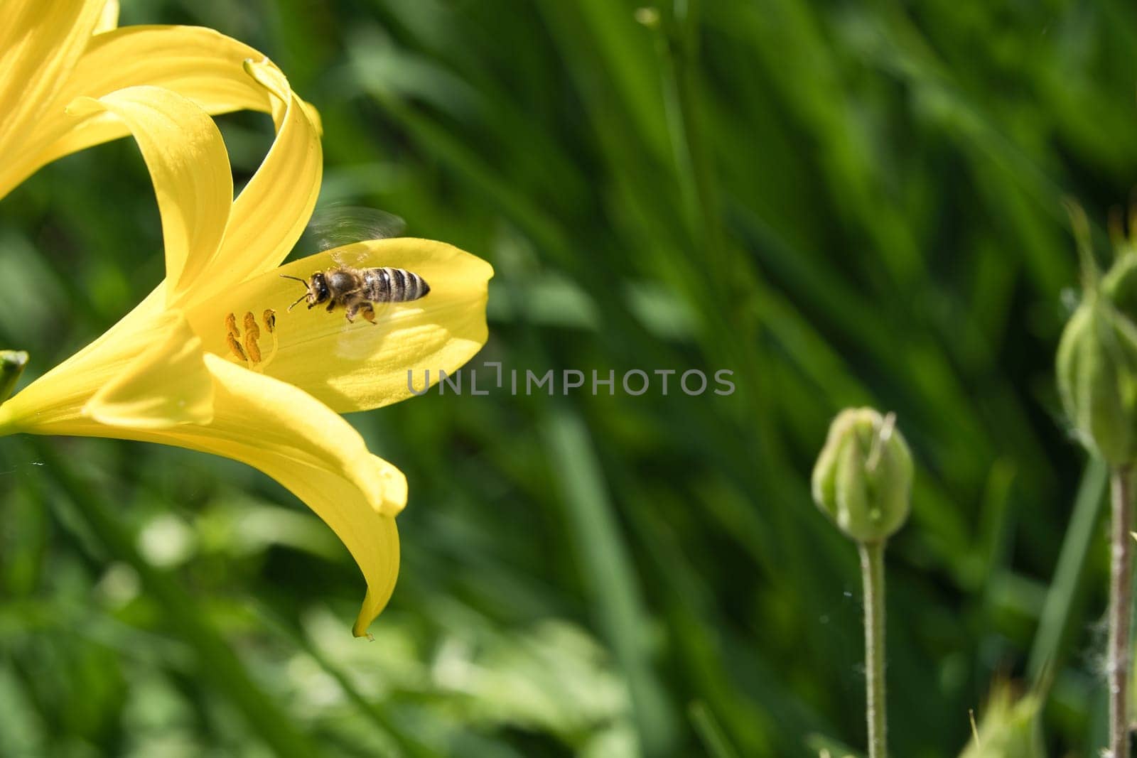 Honey bee collecting nectar in flight on a yellow lily flower. Busy insect. Dynamically moving wings. Honey is harvested by bees. Animal photo from nature