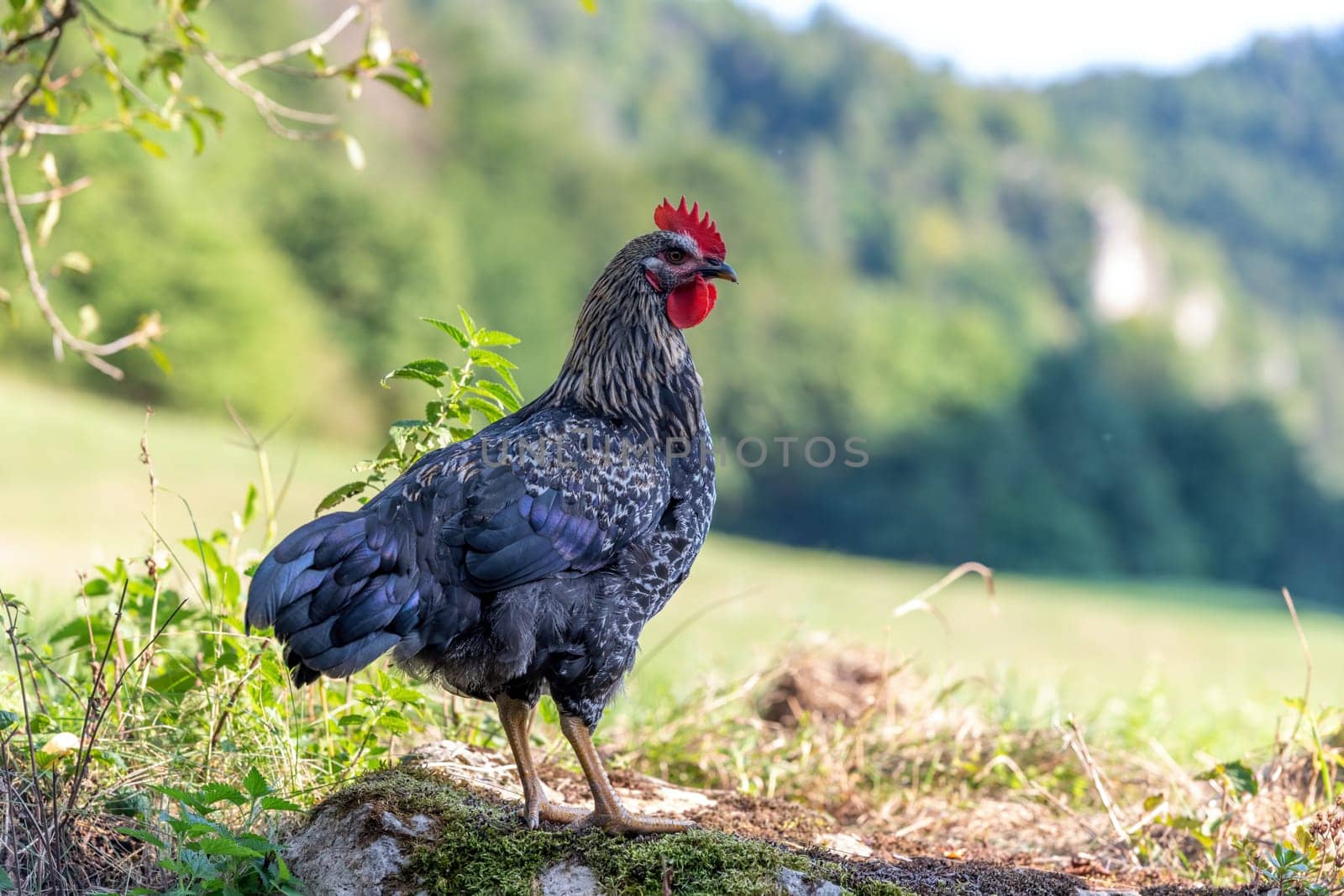 Free range chickens on a German farm in the summer sunshine