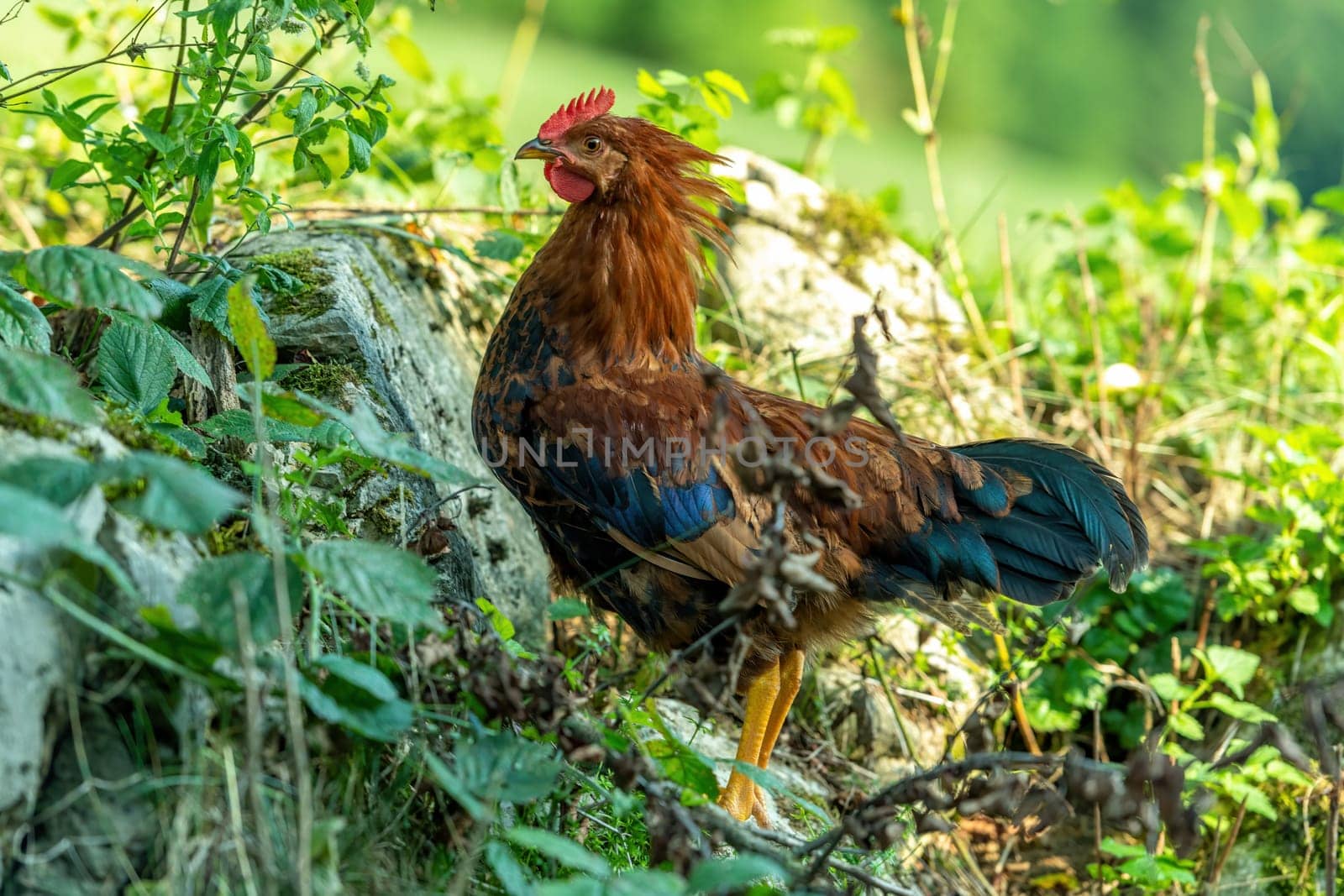 Free range chickens on a German farm in the summer sunshine