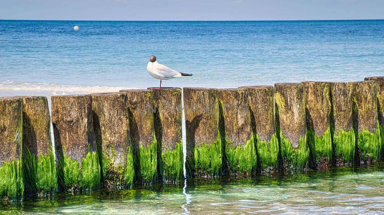 Seagull on a groyne that juts into the sea. On the Baltic Sea in Zingst. Released and with a view of the viewer