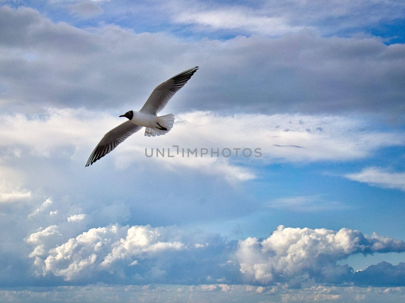 Seagull flying in the sky over the Baltic Sea in Zingst. The bird glides through the air in the most beautiful sunshine.