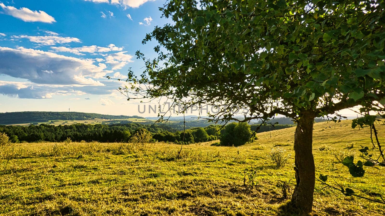 A sunny day in Saarland with a view over meadows into the valley. Some sunny clouds in the sky and cows grazing. A moment to linger, rest and enjoy