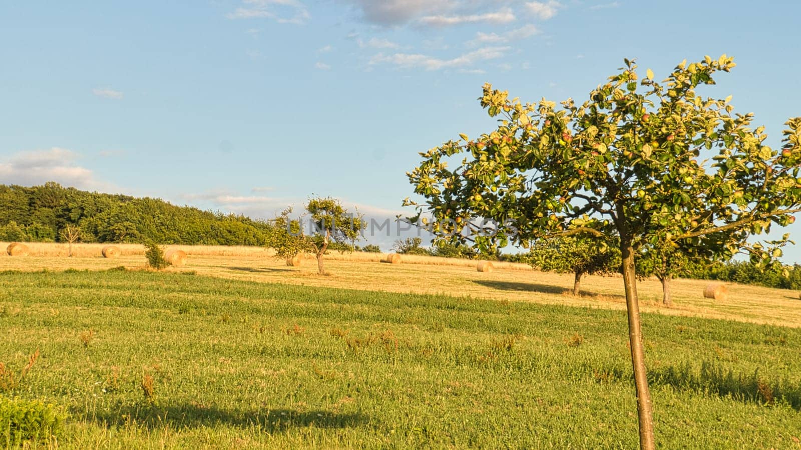 Apple trees in a meadow in front of a field on which straw bales. Landscape photo from Saarland. Harvest time in agriculture