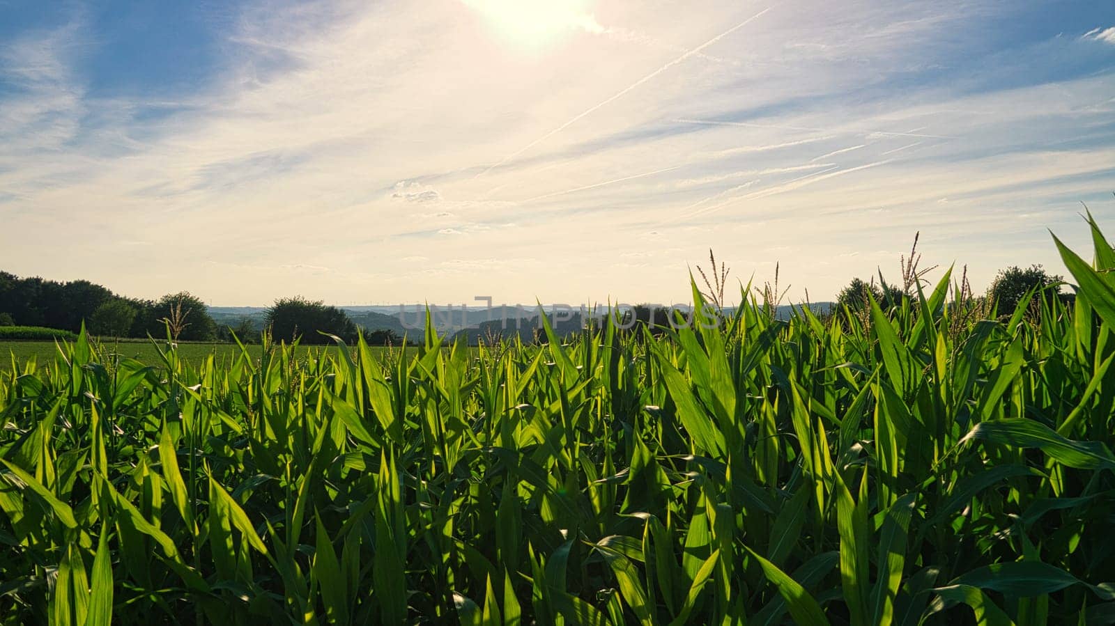 view over the cornfield into the valley. discovered in the saarland. lush green and beautiful light. discovered while walking