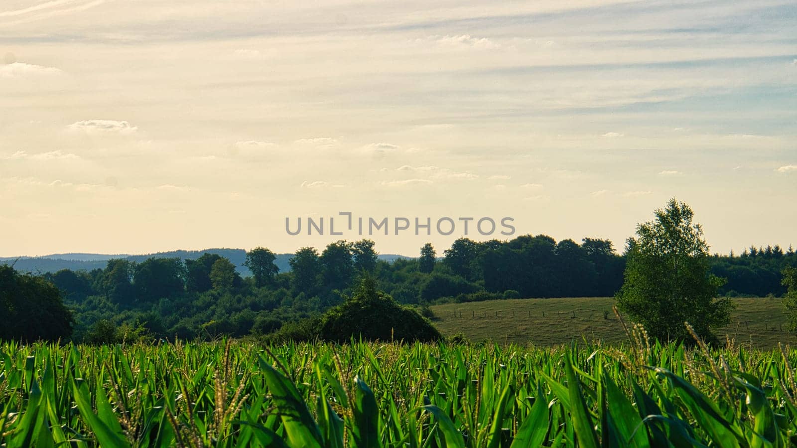 view over the cornfield into the valley. discovered in the saarland. lush green and beautiful light. discovered while walking