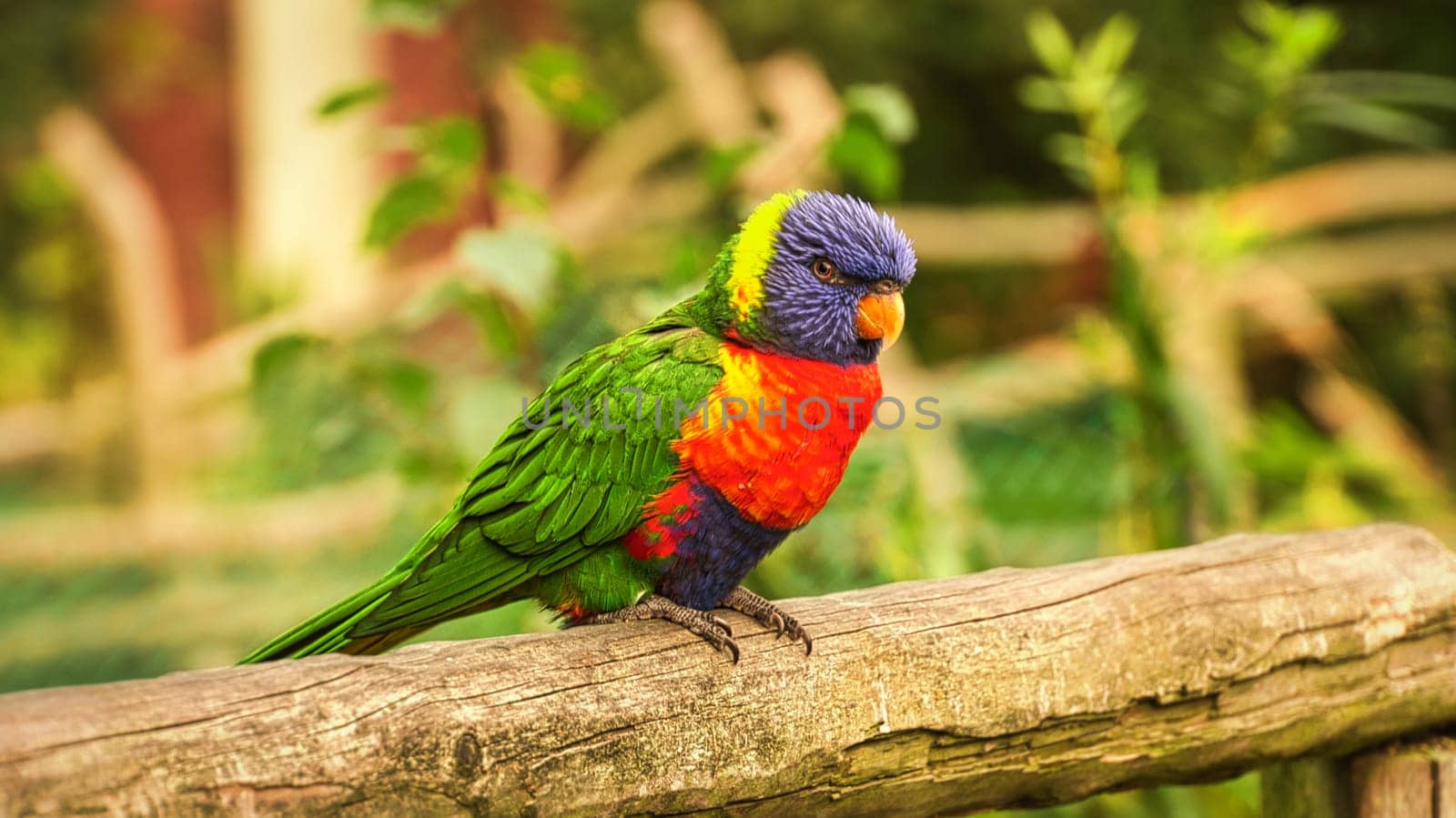 Lorikeet also called Lori for short, are parrot-like birds in colorful plumage. They are very curious and beautiful to look at