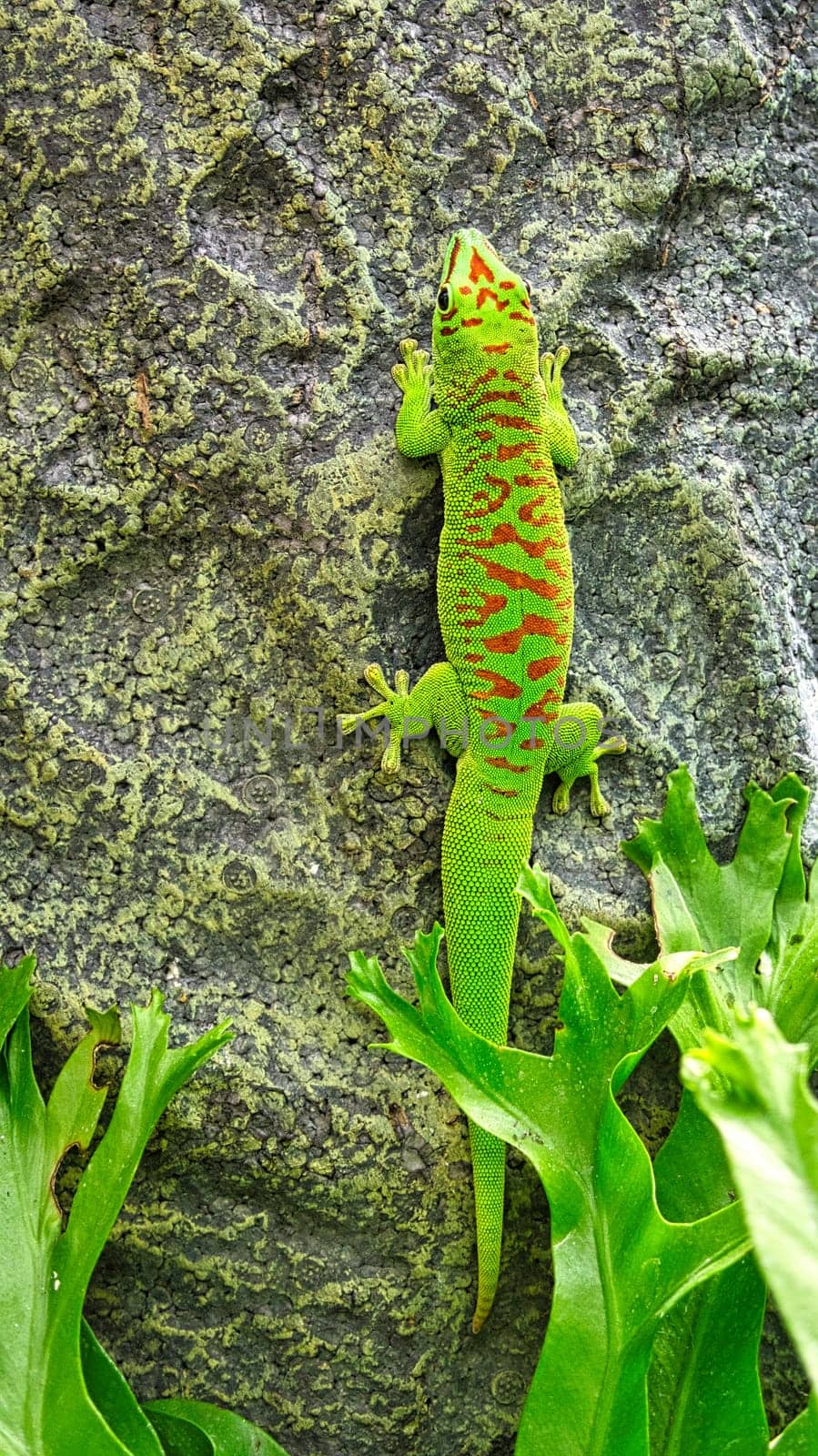 the emerald green geko is and beautiful tepid predator. It hunts insects. It is also kept in terrariums that must have a tropical climate.