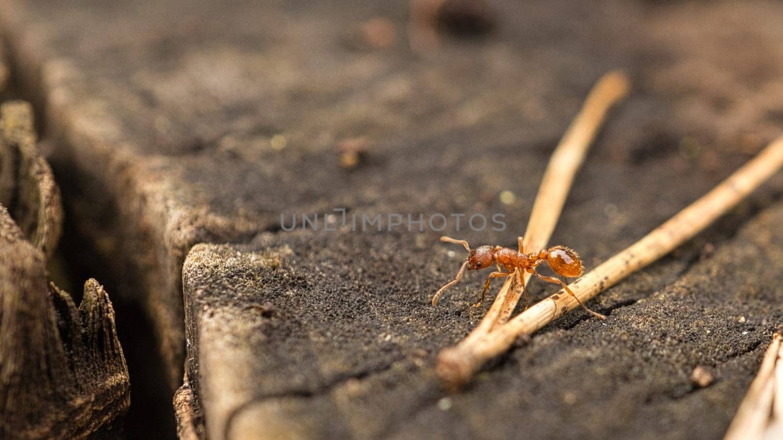 Busy ant in a macro shot. Detailed shot of the small insect