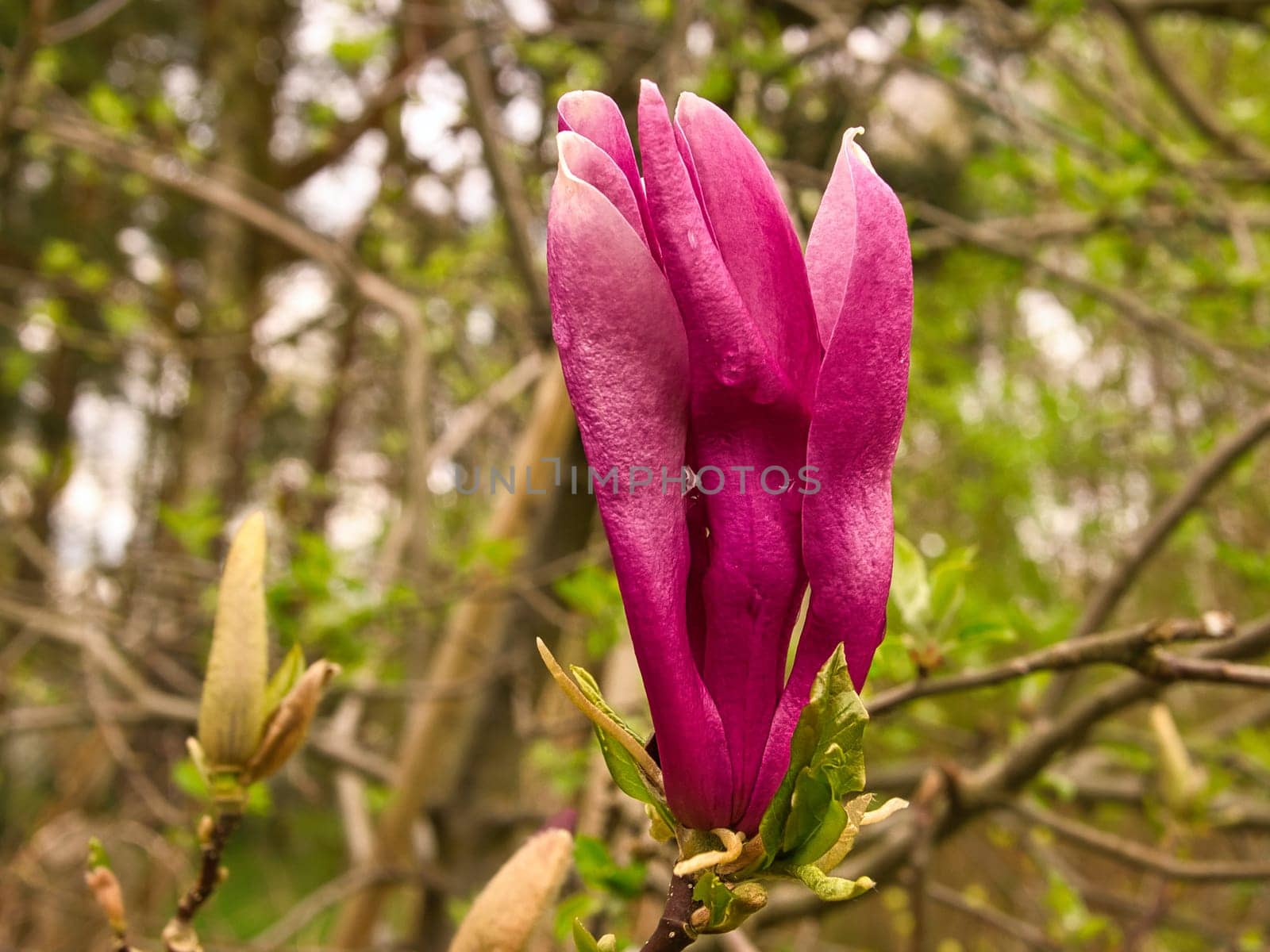 Magnolia trees are a true splendor in the flowering season. An eye-catcher in the landscape. Flowers photo from nature