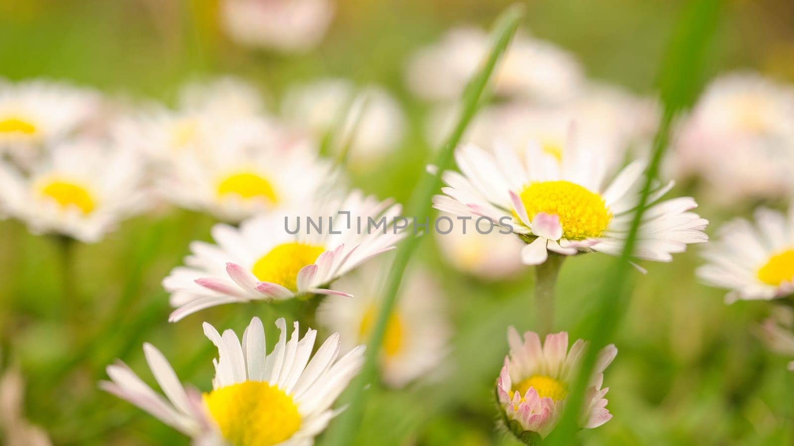 Daisy field with much bokeh on a meadow. Many flowers in ground view . Delicate colors in nature