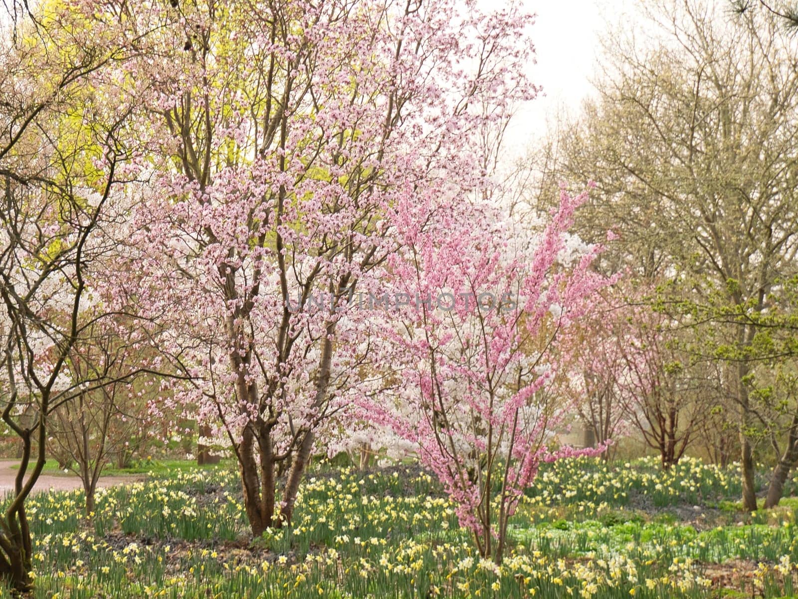 Cherry blossoms in the Britzer Garten in Berlin. In spring, the cherry trees bloom in full splendor. Pink and white blossoms. Nature shot
