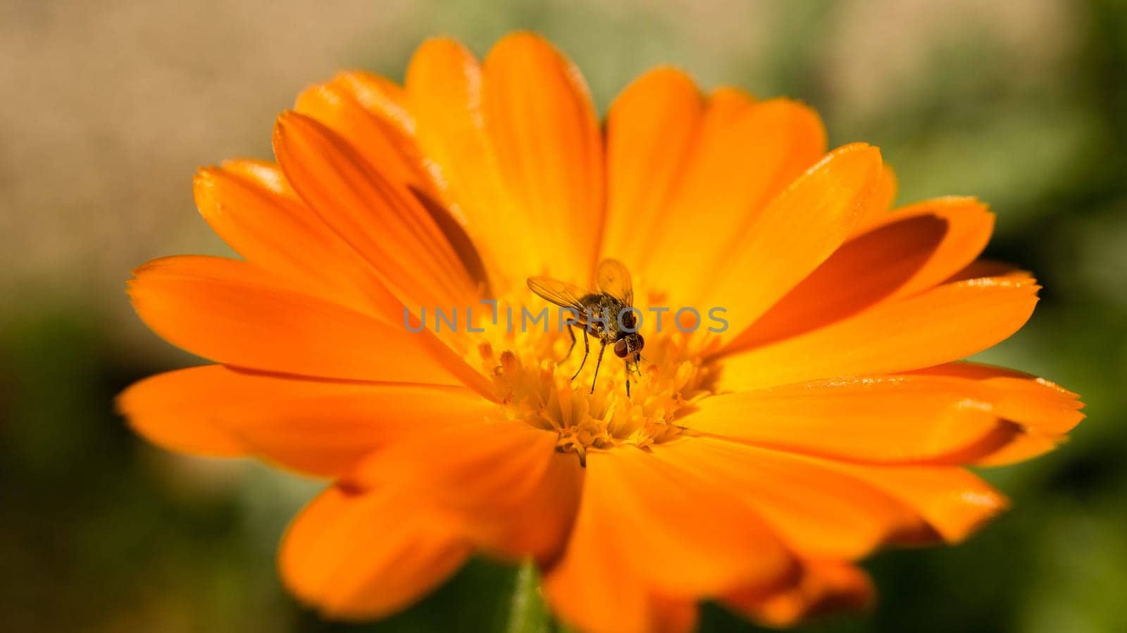 close up of a blossom of a beautiful flower. detailed single shot. Colorful and unique as nature is