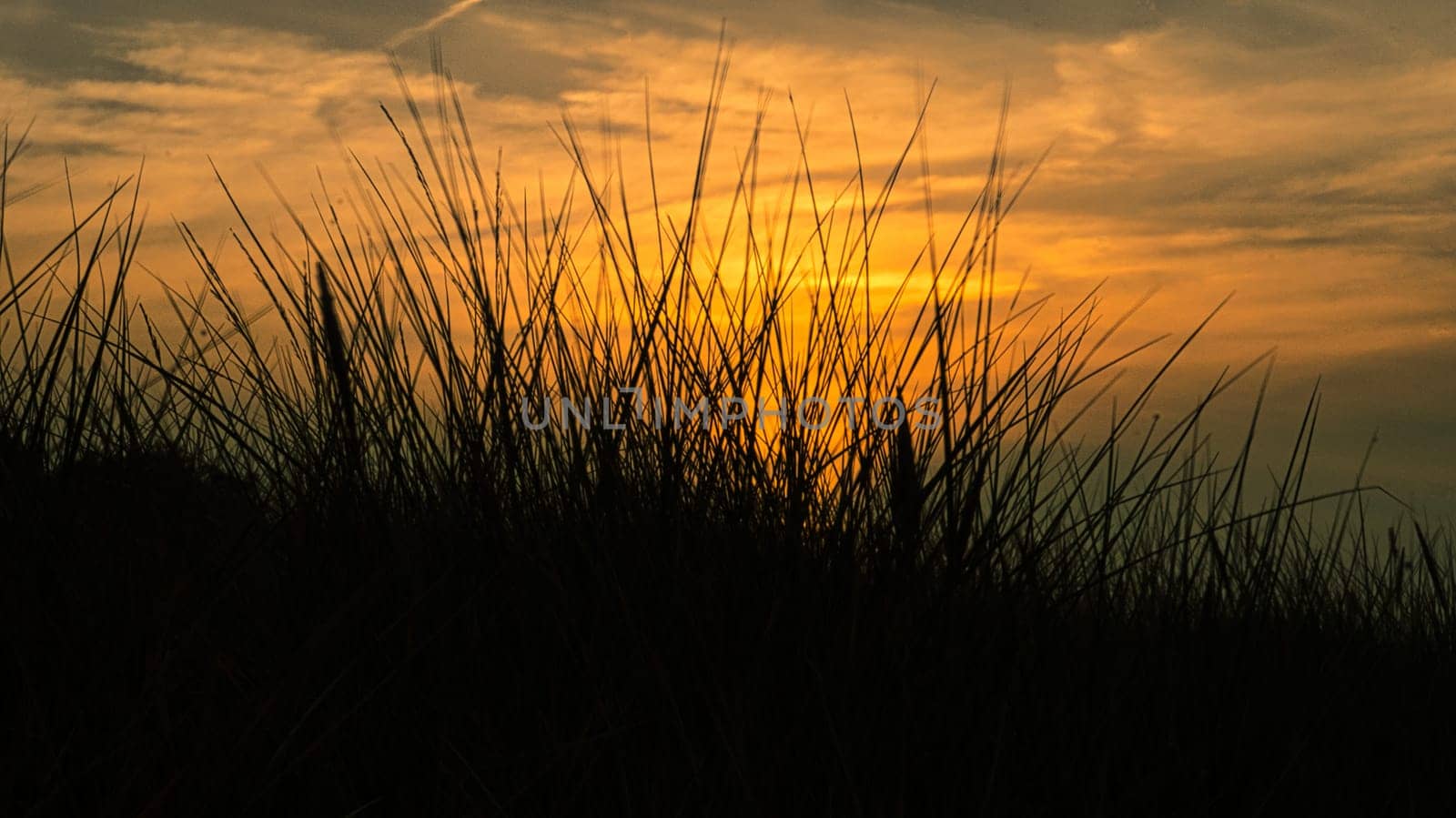 grass with sunset goose light mood in the wind. Experience nature by the sea