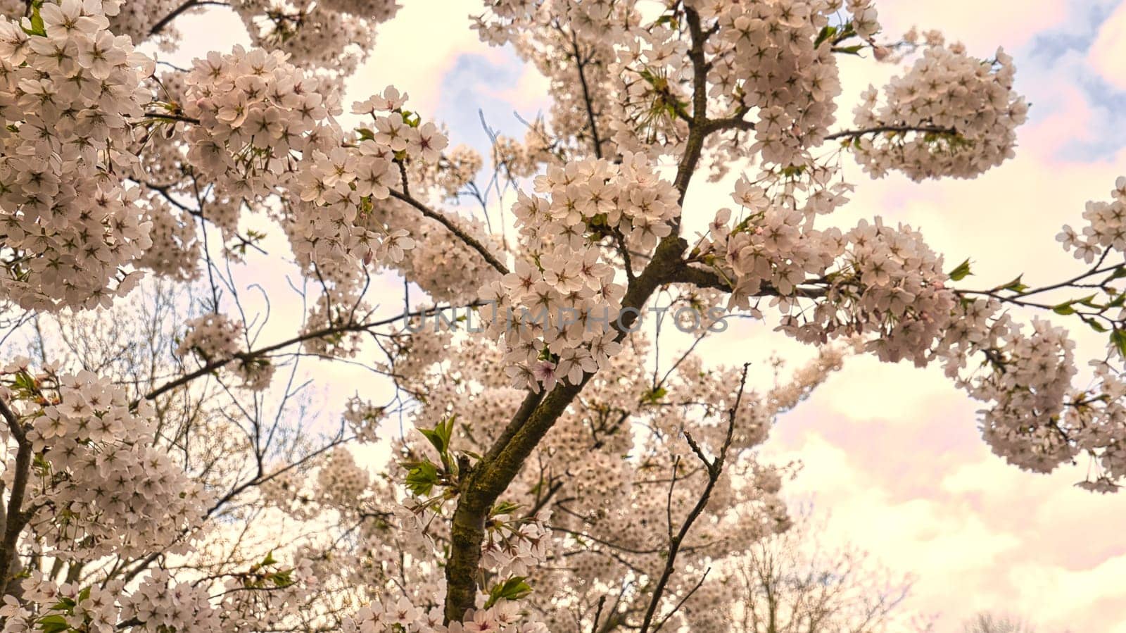 Cherry blossoms in the britzer garden in Berlin. In spring these beautiful looking flowers bloom in full splendor