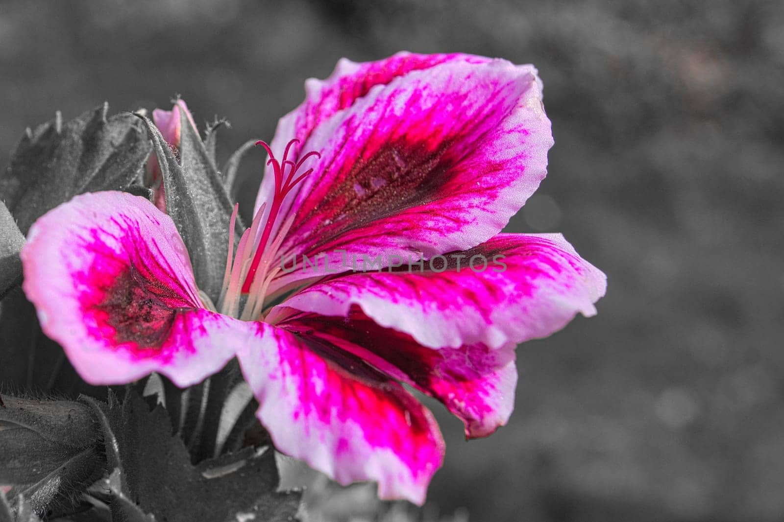 geraniums shown in one color. Flowers in red, purple and pink, the rest was desaturated