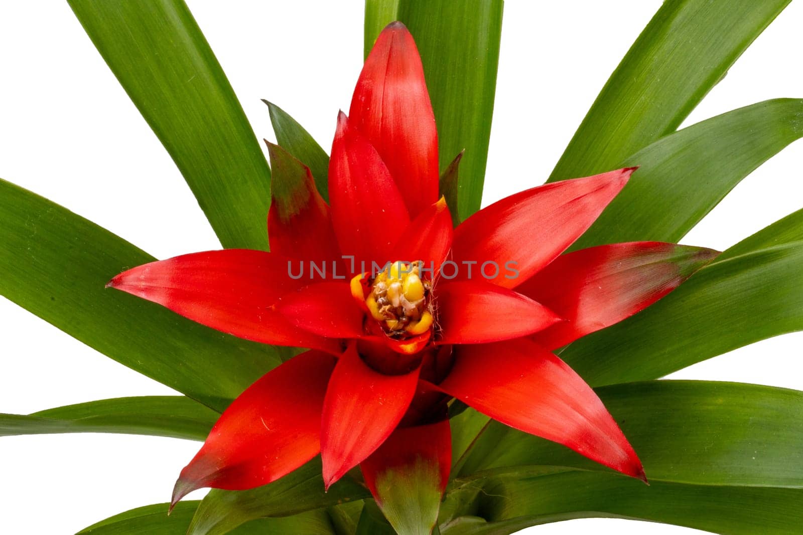 Close-up of a natural beautiful red bromeliads blossom isolated on a white background (Guzmania ligulata). Macro.