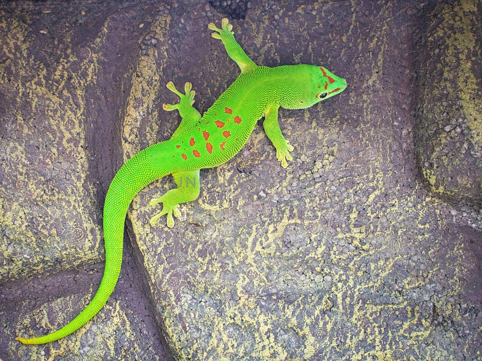 the emerald green geko is and beautiful tepid predator. It hunts insects. It is also kept in terrariums that must have a tropical climate.