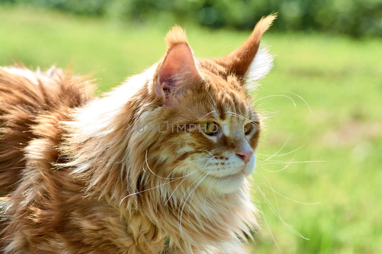 ginger cat looks into the camera close-up, meikun. High quality photo