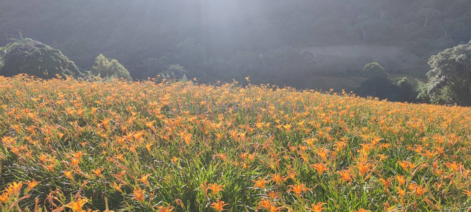 Chike Mountain, Hualien - Aug 29, 2022 : The beautiful daylily flower mountain of eastern Taiwan